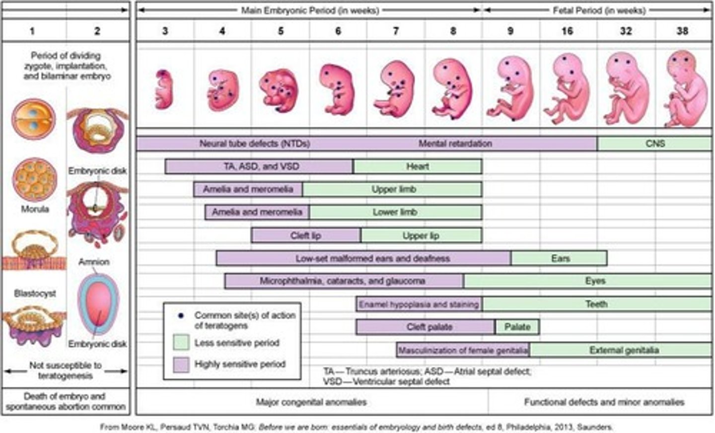 <p>Midwives attended births, but there was a shift towards doctors, especially during the epidemic of 'childbed fever.'</p>