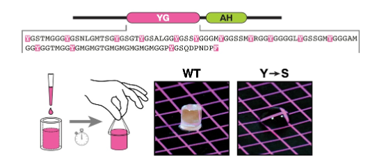 <ul><li><p>the purified YG domain of PEX13 forms a hydrogel</p></li><li><p>a concentrated solution (40 mg/mL) of the protein was pipetted into silicone tubing and allowed to gel, then squeezed out onto a colored surface and photographed</p><ul><li><p>gelation was observed with the WT protein, but a mutant (TyrâSer) remained fluid</p></li><li><p>therefore, tyrosines are essential for hydrogel formation</p></li></ul></li></ul><p></p>
