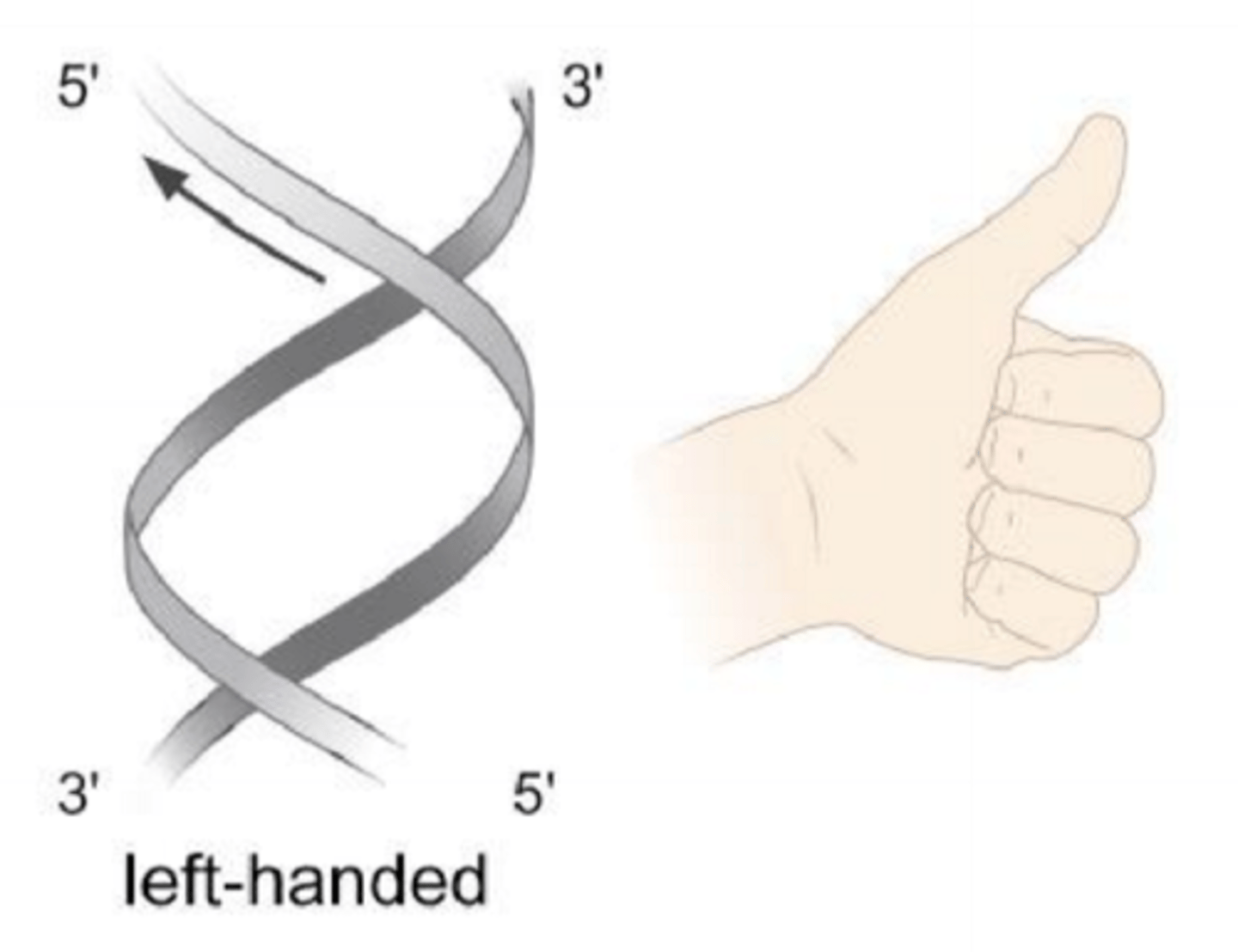 <p>Zigzag DNA, left-handed; når der er høj koncentration af positive ioner (fx Na+)</p><p>Left-handed</p>