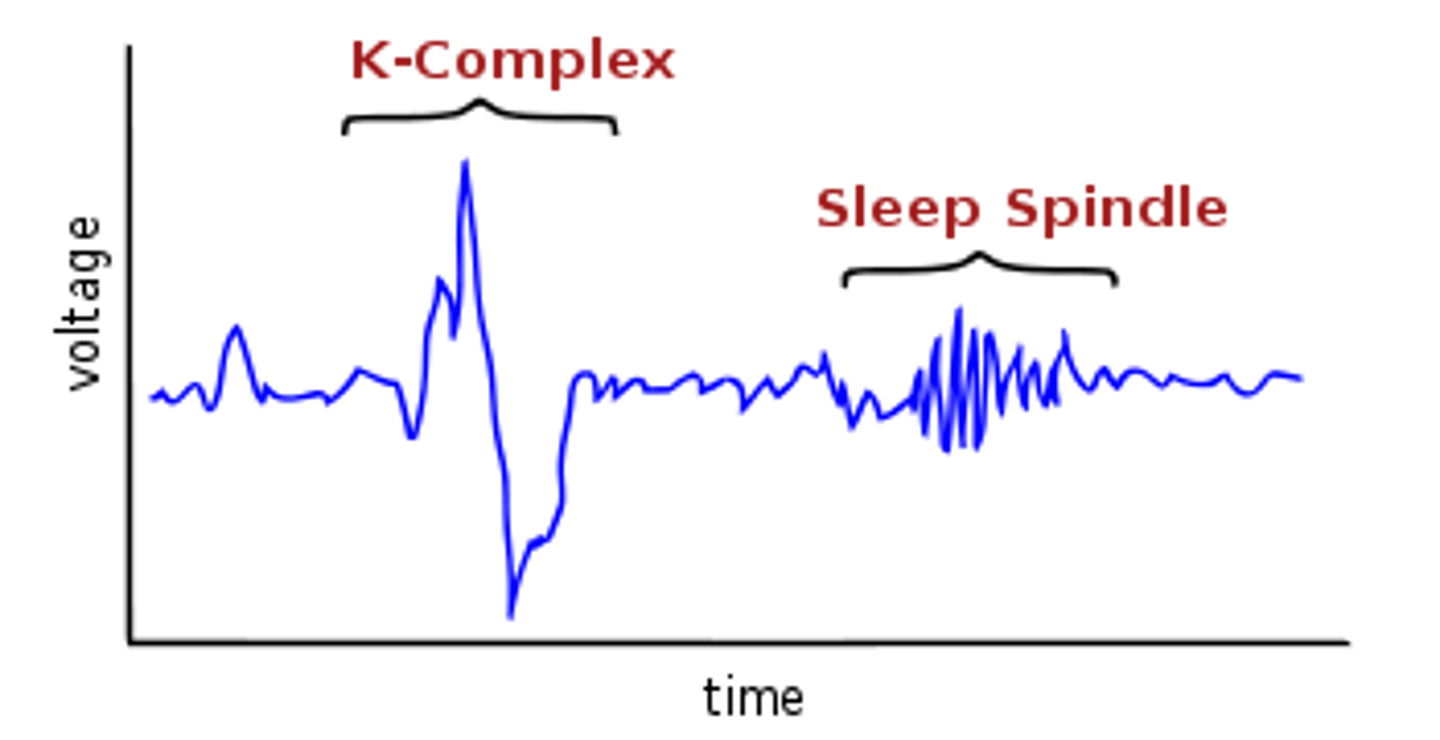 <p>single high-voltage spikes of brain activity that occur during stage 2</p>