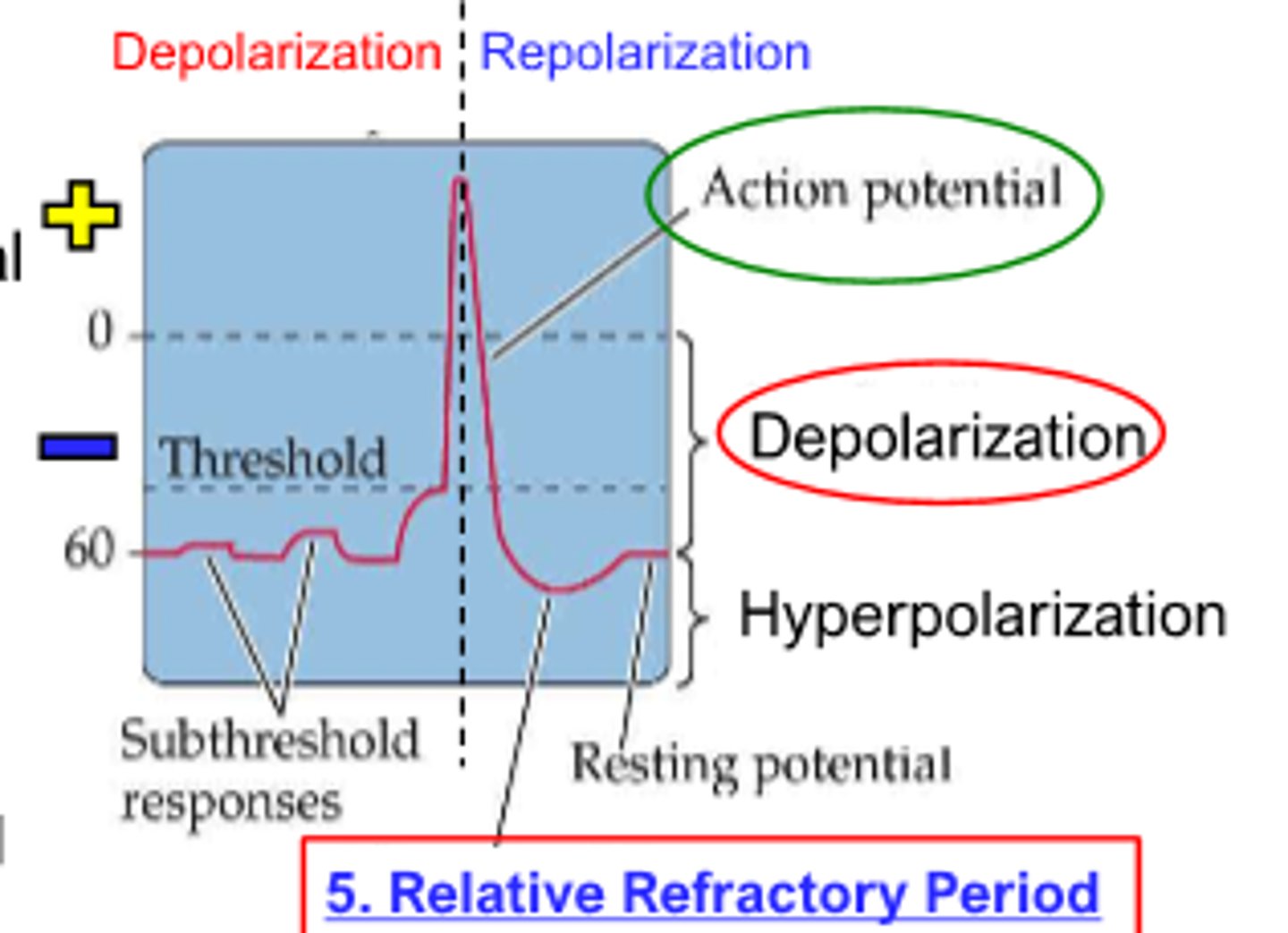 <p>repolarization</p>