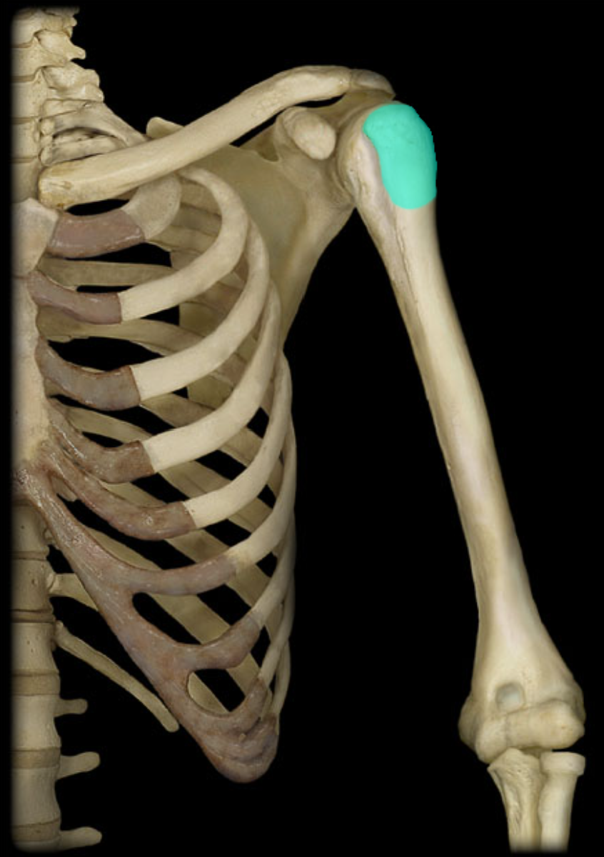 <p>Provides attachment for muscles (prominent posterior and lateral projections)</p>