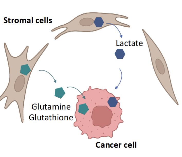 <p>Cancer can modulate neighboring stromal cells like fibroblast and adipoicyte</p><ul><li><p>secretion of lactate,glutamine, and glutathione to help growth of cancer</p></li></ul><p></p>