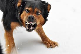 <p>to rumble (tiếng sôi bụng) {im Magen}<br><br>to snarl (tiếng gầm gừ) {vom Hund}</p>