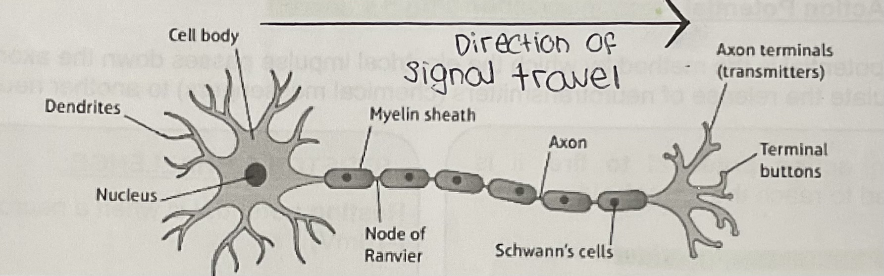knowt flashcard image