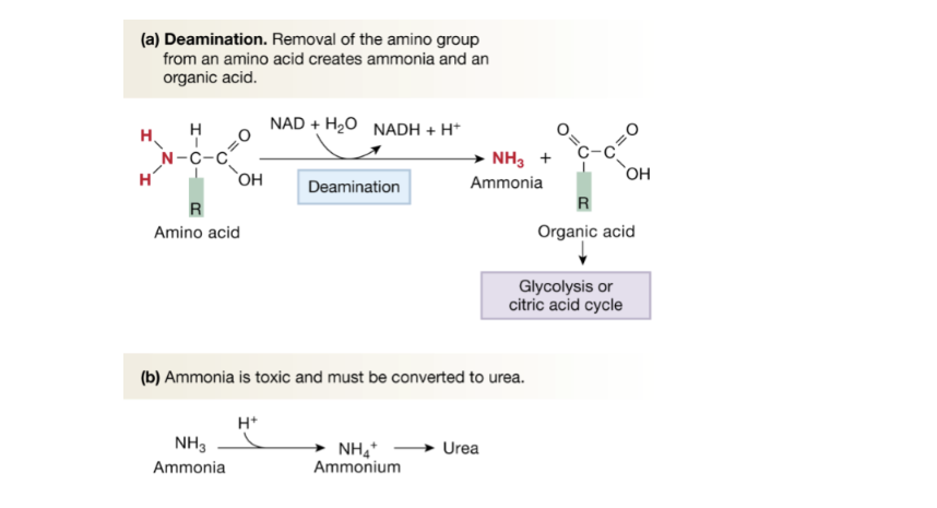 <ul><li><p><strong>Deamination: </strong>Amino group from an amino acid is removed to produce ammonia and an organic acid, which then enters glycolysis or the citric acid cycle</p></li><li><p>Ammonia is toxic, which is why it is converted to urea </p></li></ul><p></p>