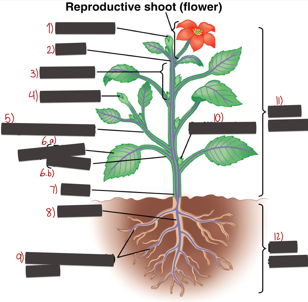 <p>Parts of a flower</p>