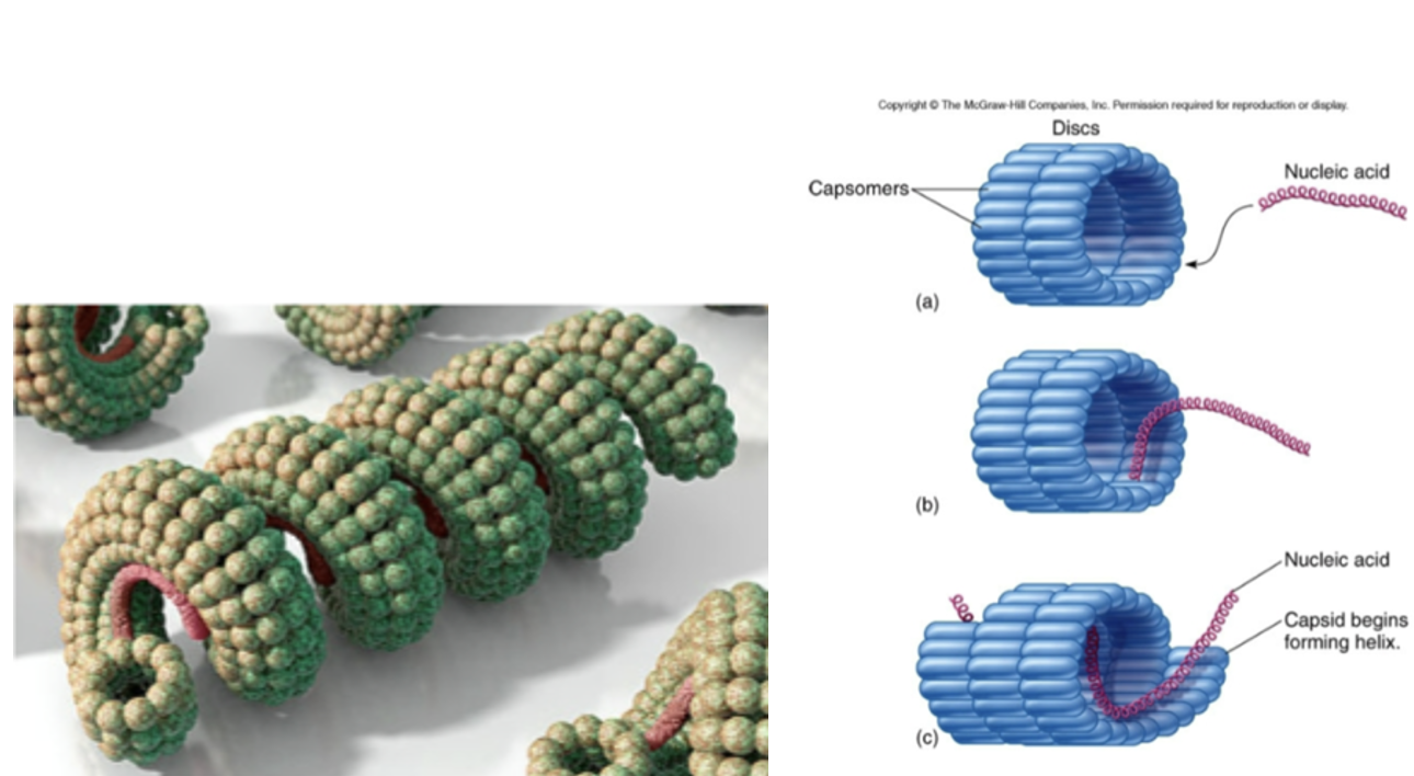 <p>Viral Structure</p><p>Helical Capsids Definitions</p>