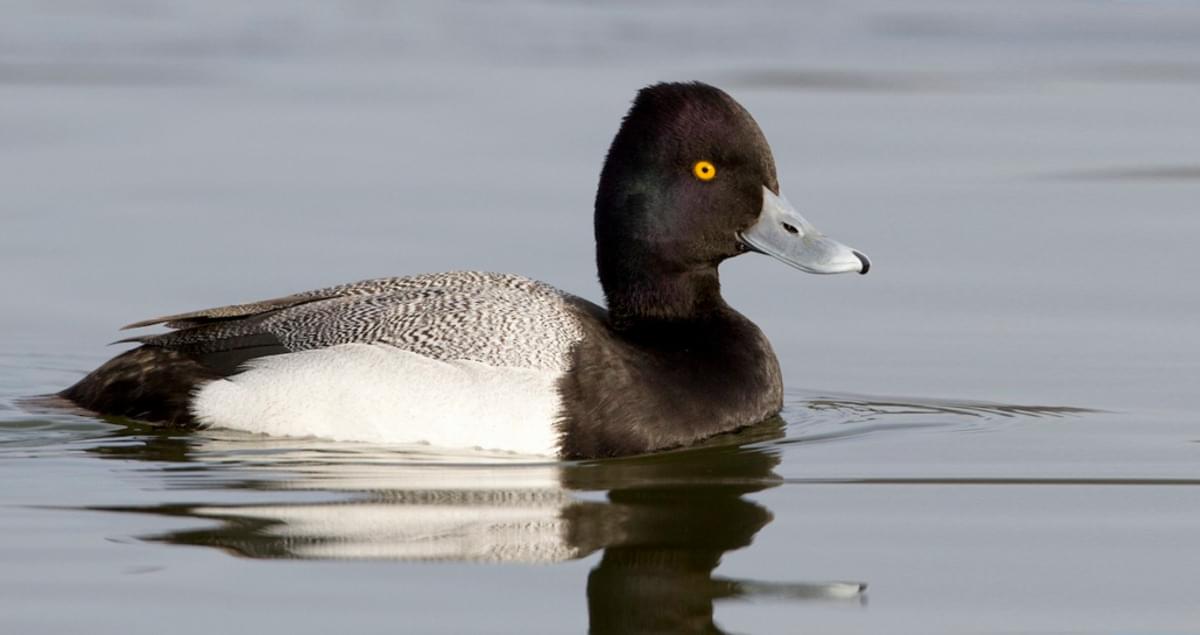 <p>Black head and chest, gray back. “Diving” duck.</p>
