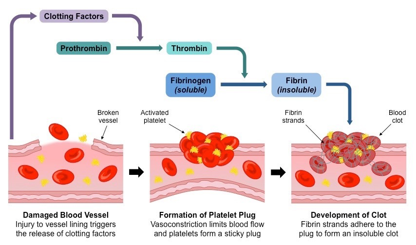 <ul><li><p>Blood clots form when a blood vessel is damaged, platelets are activated to create a ‘plug’ to stop bleeding. The protein ‘Thromboplastin’ is released from platelets to start this process. </p></li></ul><p>Damaged blood vessel → Formation of platelet plug → Development of clot </p>