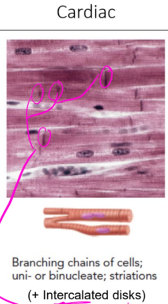 <p>Cardiac muscle typically features branched muscle fibers, striations, and intercalated discs!!!!! (big one)</p>