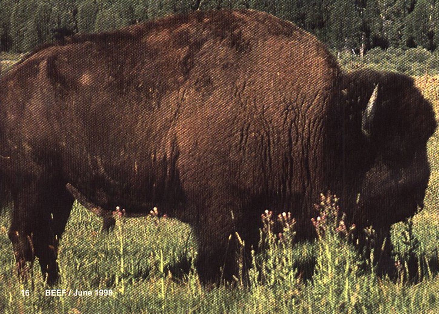 <ul><li><p>Tough, ornery, adaptable </p></li><li><p><strong>Crossed to form a beefalo</strong></p></li><li><p>Not good meat</p></li></ul><p></p>