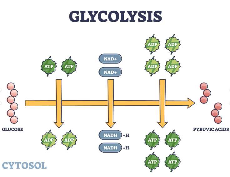 <p><span style="font-family: Calibri, sans-serif; line-height: 115%;"><span>Glycolysis</span></span></p>