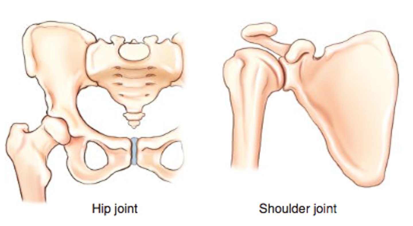 <p>multiaxial joint w flex and ext, abd and adduct, circumduction and medial/ lateral rotation movements ex shoulder and hip joints</p>