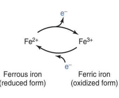 <ul><li><p>Can easily go back and forth between states</p></li><li><p><span style="color: rgb(0, 0, 0);">I. Heme Fe can exist in 2 ionic forms (i.e., 2 oxidation</span><span style="color: rgb(0, 0, 0);"><br></span><span style="color: rgb(0, 0, 0);">states)</span></p><ul><li><p><span style="color: rgb(0, 0, 0);">A. Ferrous form (Fe2+; reduced form)</span></p></li><li><p><span style="color: rgb(0, 0, 0);">B. Ferric form (Fe3+; oxidized</span><span style="color: rgb(0, 0, 0);"><br></span><span style="color: rgb(0, 0, 0);">form)</span></p></li><li><p><span style="color: rgb(0, 0, 0);">C. <strong><mark data-color="blue" style="background-color: blue; color: inherit;">ONLY </mark></strong><mark data-color="blue" style="background-color: blue; color: inherit;">ferrous form</mark></span><span style="color: rgb(0, 0, 0);"><mark data-color="blue" style="background-color: blue; color: inherit;"><br></mark></span><span style="color: rgb(0, 0, 0);"><mark data-color="blue" style="background-color: blue; color: inherit;">can bind O2</mark></span></p></li></ul></li></ul><p></p>