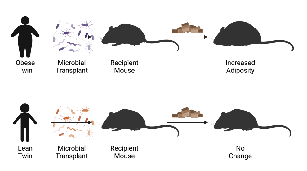<p>our microbiome influences our ______:</p><ul><li><p>fecal transplant from lean twin conferred a lean ______</p></li><li><p>fecal transplant from obese twin conferred an obese _____</p></li></ul><p></p>