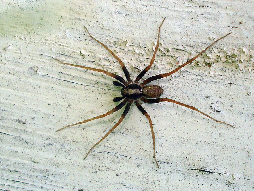 <p>Lycosidae, juoksuhämähäkit</p>
