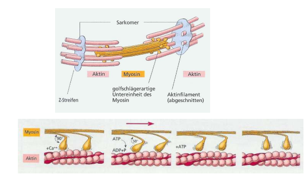 <p>Bewegung → Myosin gleitet über Aktin</p>
