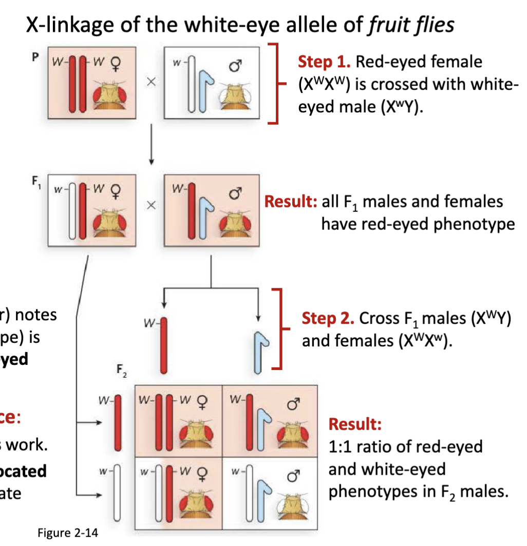 <p>Fruit flies have an eye colour trait:</p><p>Morgan studies fruit flies (Drosophilia melanogaster) notes that the predominant red-eyed phenotype (wild-type) is occasionally lost in males producing a rarer white-eyed phenotype (mutant).</p><p>Testing the chromosome theory of inheritance:</p><p>Morgan is familiar with both Mendel and Sutton’s work. Morgan hypothesizes that the eye colour allele is located<br>on the sex chromosomes and sets out to demonstrate<br>chromosome theory of inheritance using fruit flies</p><p></p>