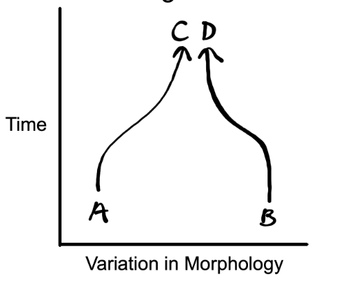 two species becoming more like in morphology over time

ex.

A = ancestral amphibian, B = ancestral reptile, C = salamander, D = gecko

		A = ancestral marsupial, B = ancestral placental mammal, C = sugar glider, D = flying squirrel 
