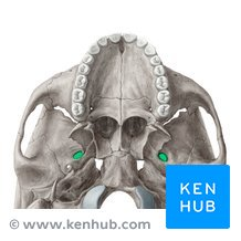 <p>name this bone or bone marking?</p>