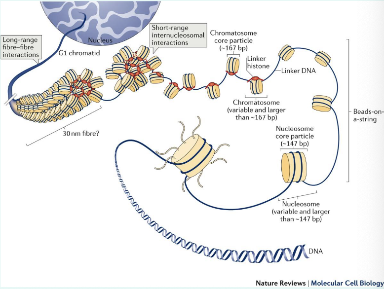 <p>nucleosomes are then folded around each other to form a fibre</p><p>a chromatosome is basically histone h1 + nucleosome</p><p></p><p>chromatin fibres are then folded into loops </p>