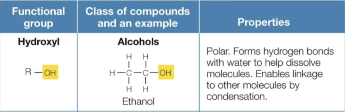 <p>Class of compounds: alcohols (ethanol) <strong>OH</strong></p><p>Properties: polar, forms hydrogen bonds with water to help dissolve molecules, enables linkage to other molecules by condensation</p>