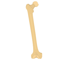 <p>The thigh bone, which is the longest and strongest bone in the human body. It articulates proximally with the hip bone and distally with the patella and tibia.</p>