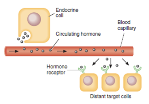 <p>-Released form secretory cells into interstitial fluid and then make their way to the blood and travel to their distant targets</p>