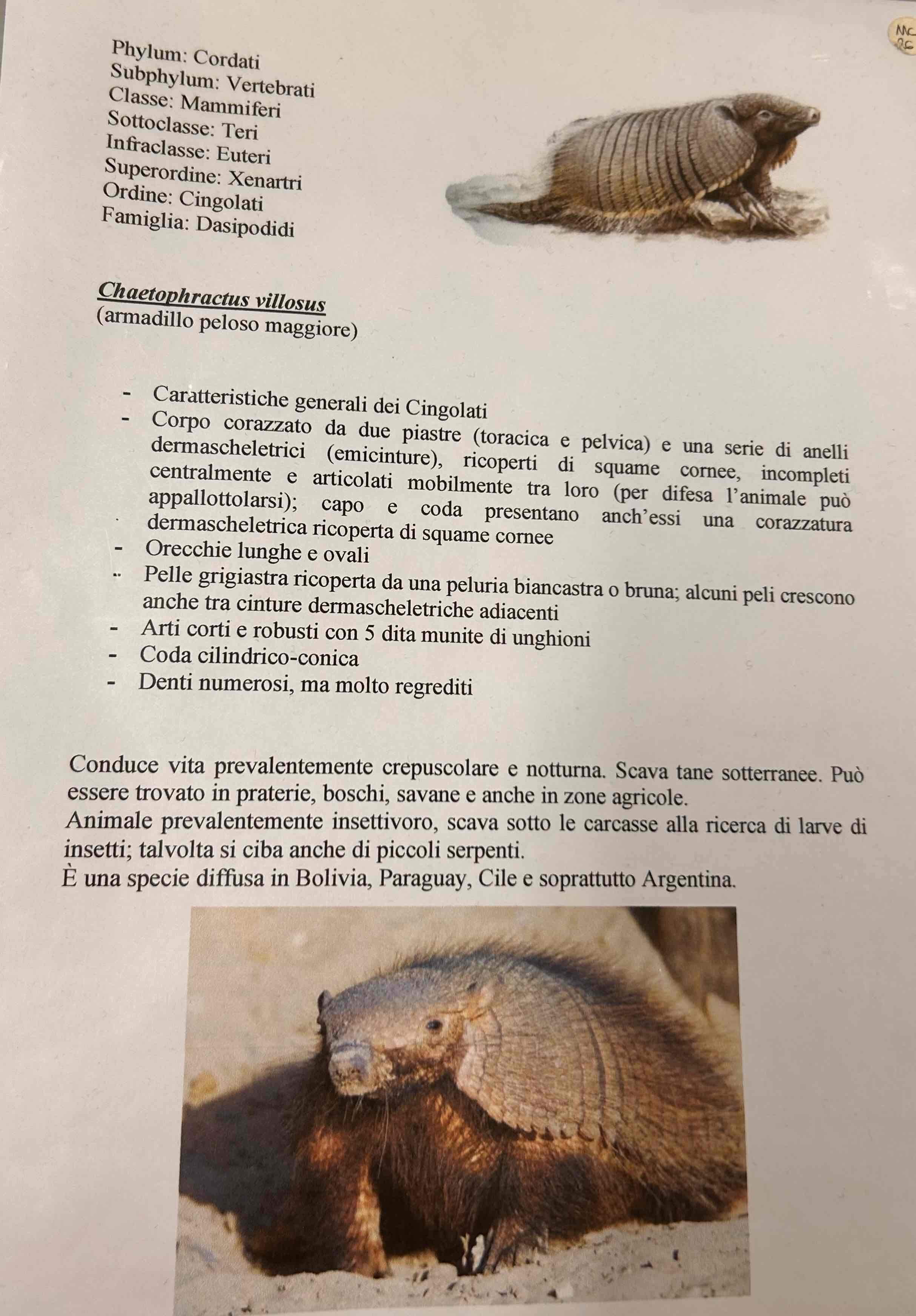 <p>Cordati</p><p style="text-align: start">Vertebrati</p><p style="text-align: start">Gnatostomi</p><p style="text-align: start">Tetrapodi</p><p style="text-align: start">Mammiferi</p><p style="text-align: start">Eutheria</p><p style="text-align: start">Cingolati</p><p style="text-align: start">Chaetophractus villosus (armadillo peloso maggiore)</p>