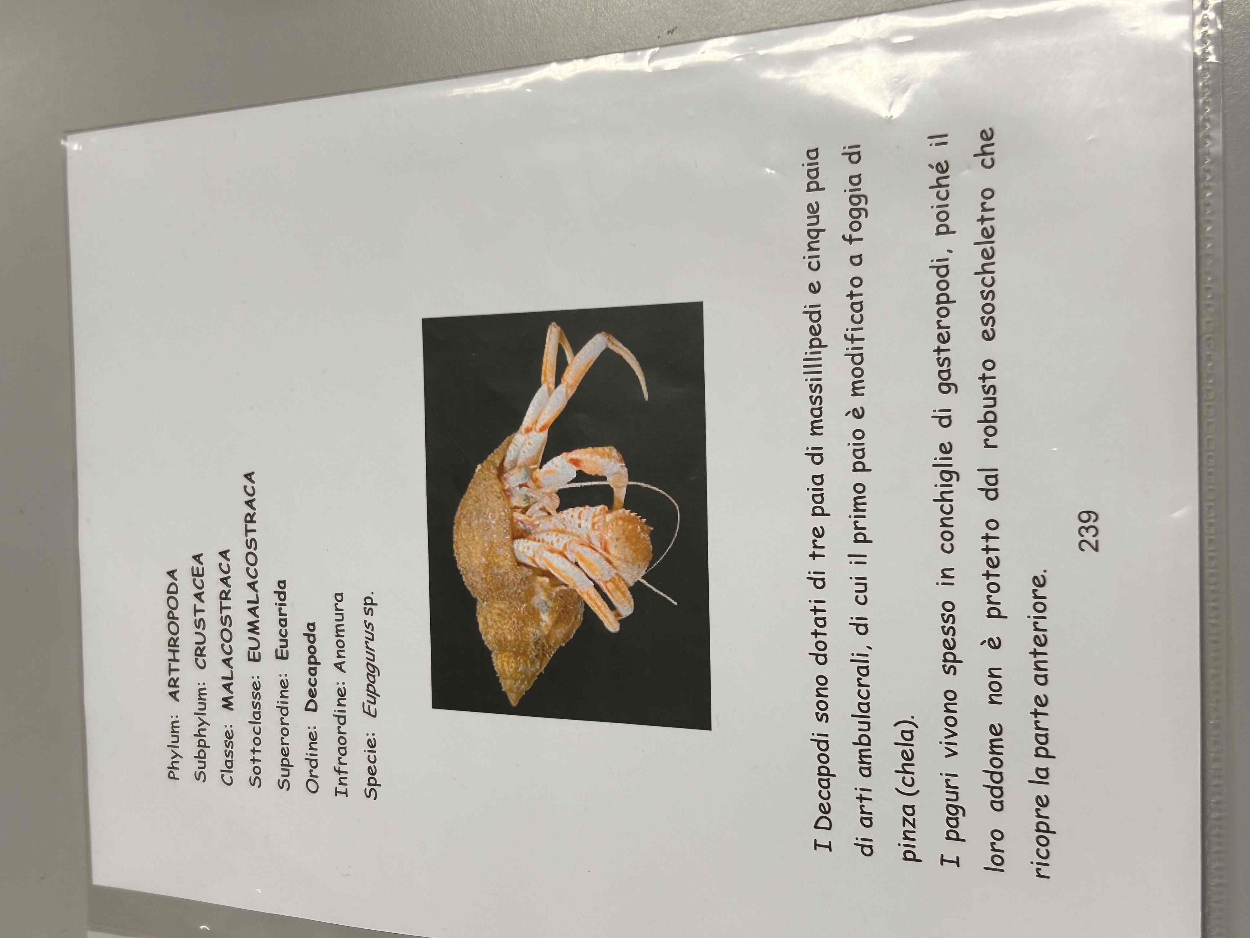 <p>Crostacea</p><p>Malacostraca</p><p>Eumalacostraca</p><p>Decapoda</p><p>Anomura</p><p>Euparagus sp</p>