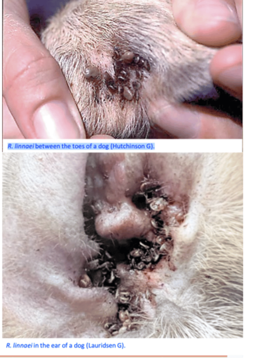 <p>Considered a ‘hunter’ tick (emerge from their habitat and move toward their hosts when these animals appear nearby);</p><p>Found anywhere on the host skin;</p><p>More common between toes and in the</p><p>ears;</p>