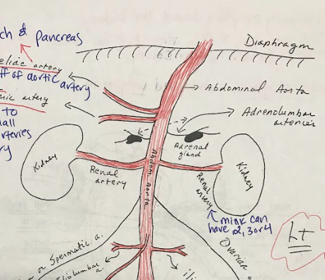 <p>Arteries that supply blood to the adrenal glands and surrounding structures.</p>