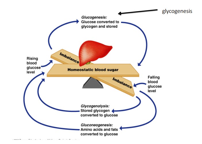 Glyco/glucogenesis

glycogenolysis

gluconeogenesis