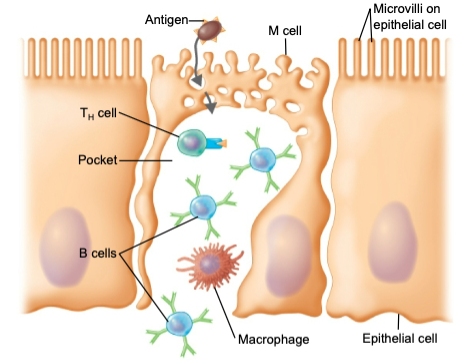 <p>transfer antigens to lymphocytes and antigen-presenting cells (APCs)</p>