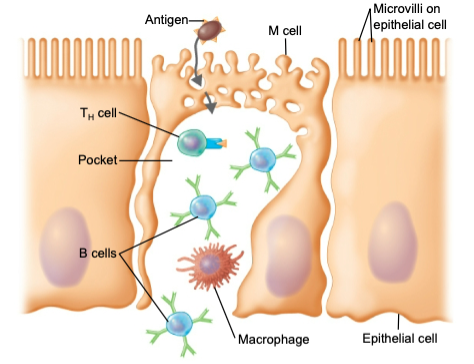 transfer antigens to lymphocytes and antigen-presenting cells (APCs)