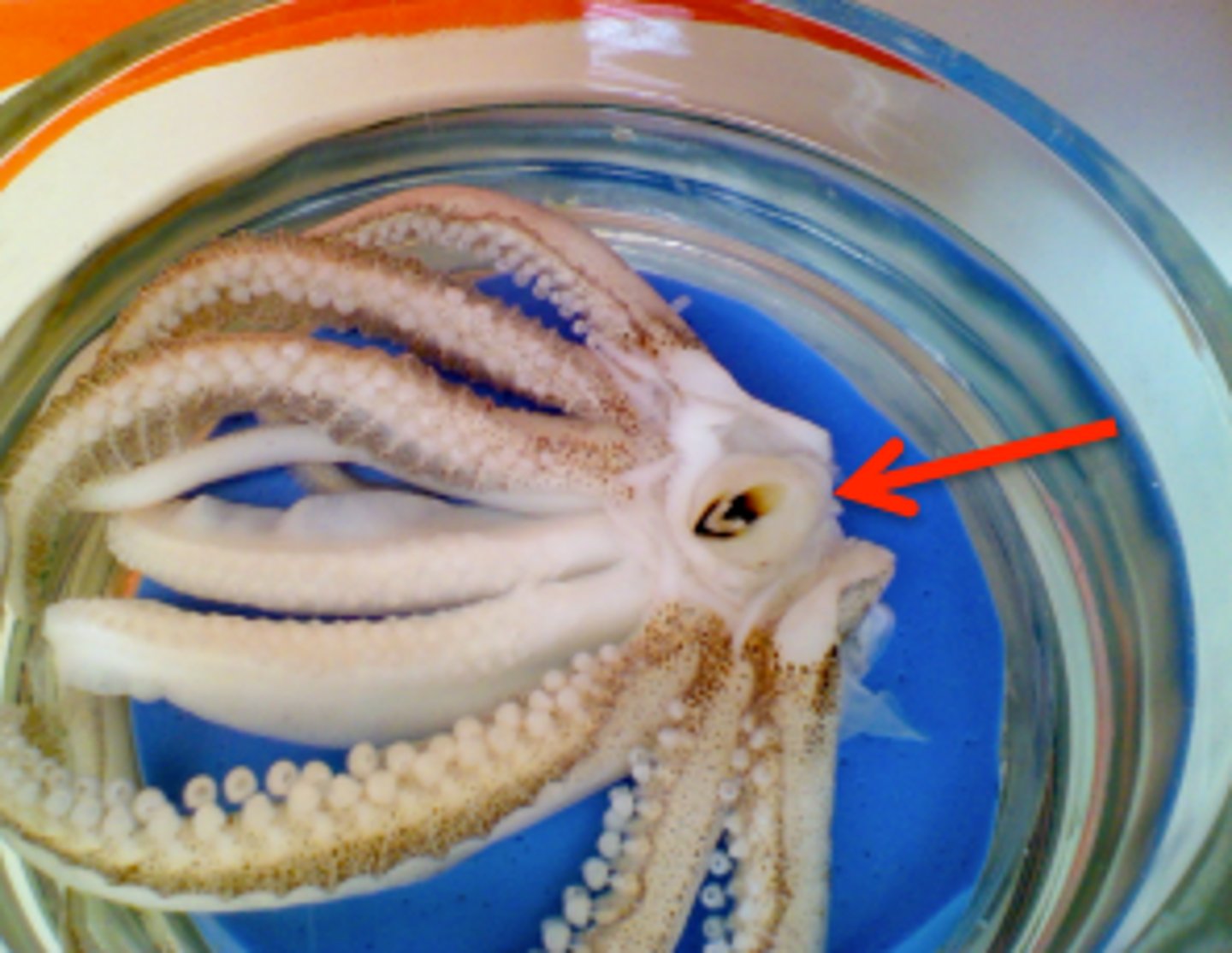 knowt flashcard image