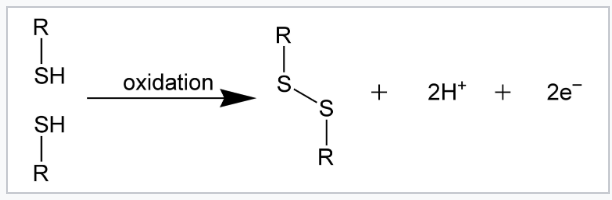<p>What forms a disulfide bond?</p>