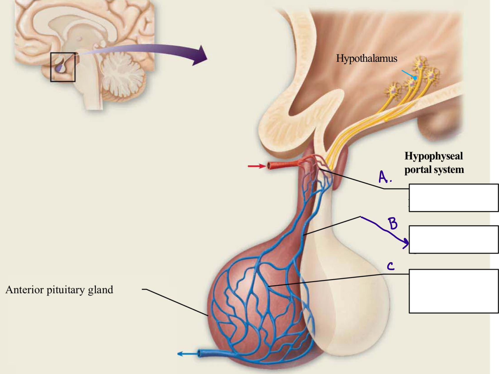 <p>Identify structure A</p>
