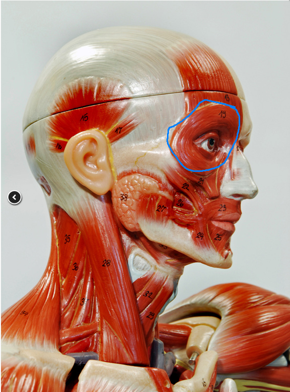 <p>What is the Action of the Muscle Circled?[19]</p>