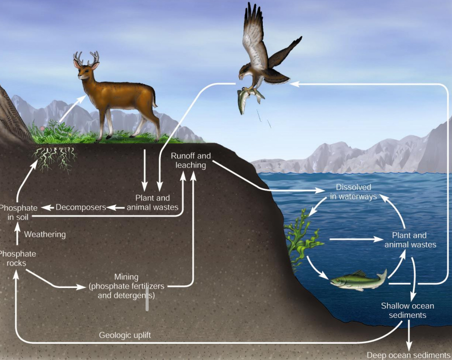 <p>How does P enter the biosphere?</p><p>Through weath_____g, ero___, deco_____</p>