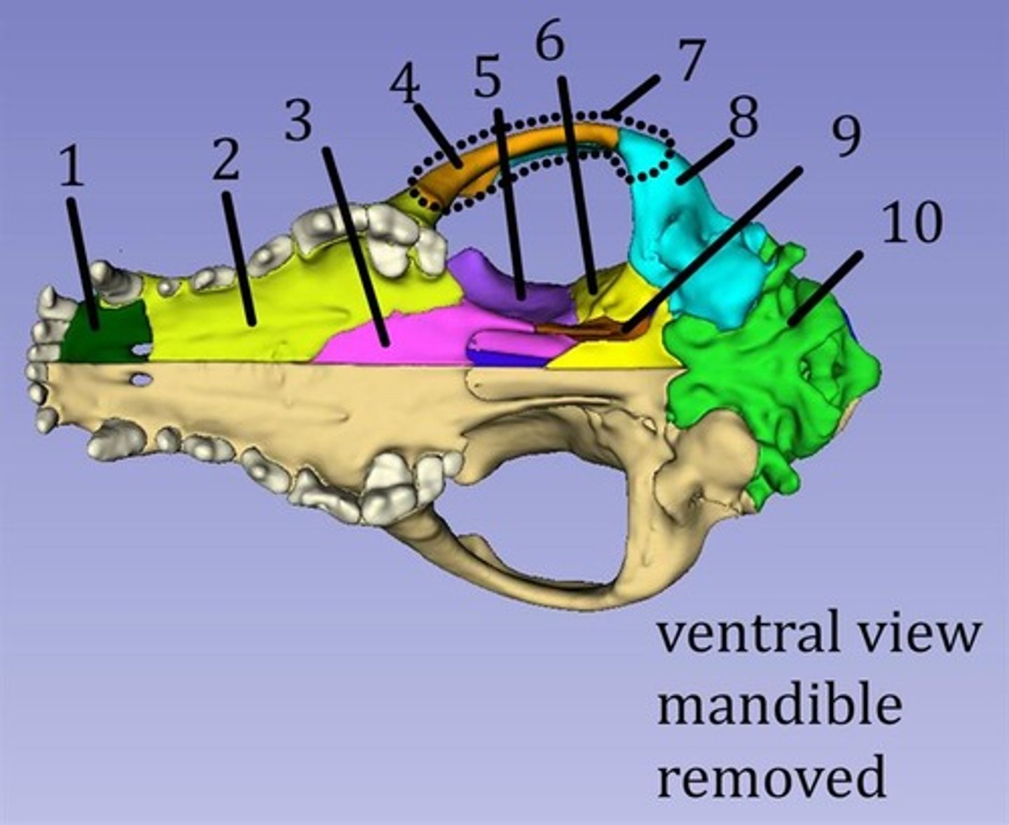 <p>10?</p>