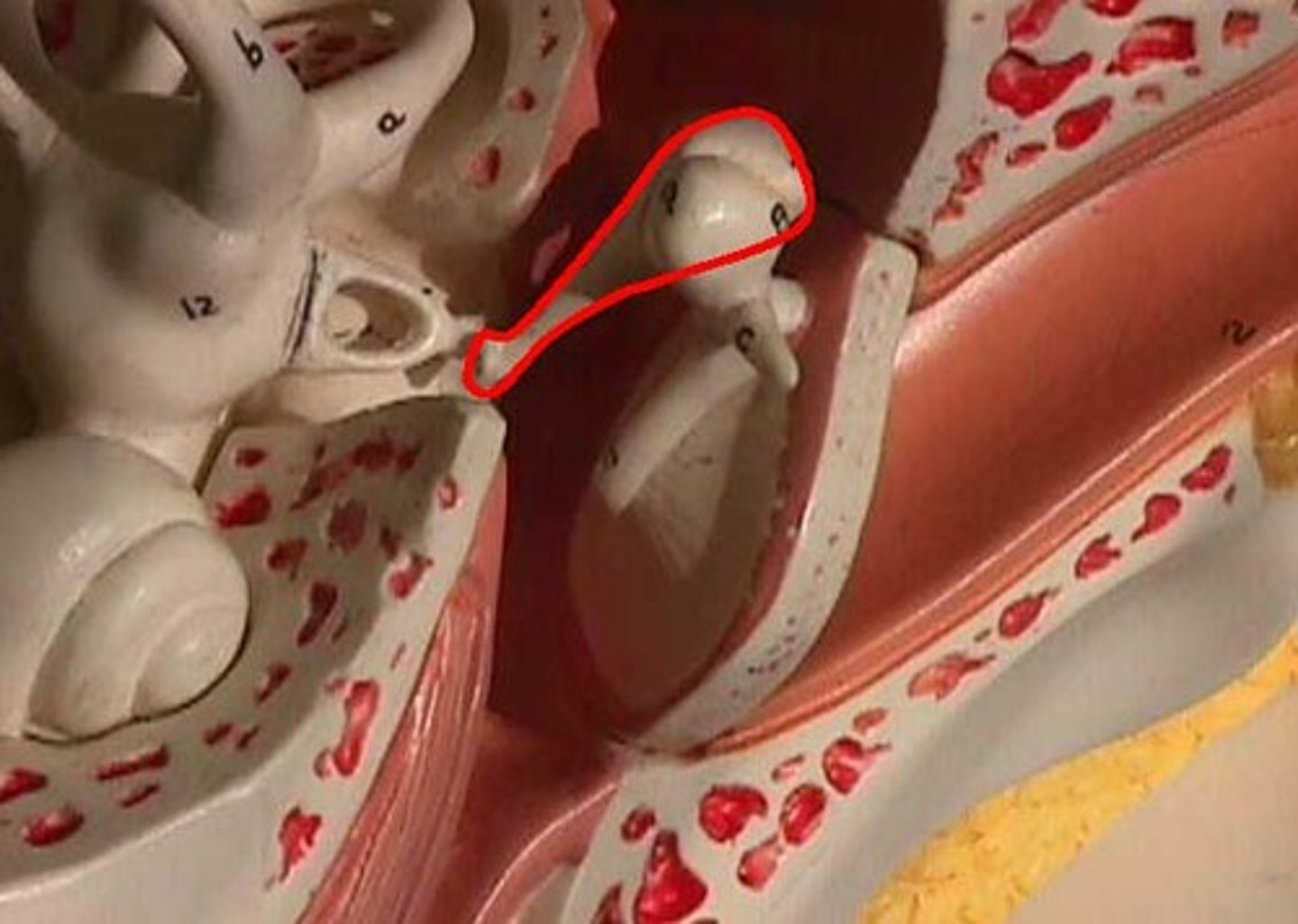 <p>what part of the ear is this?</p>