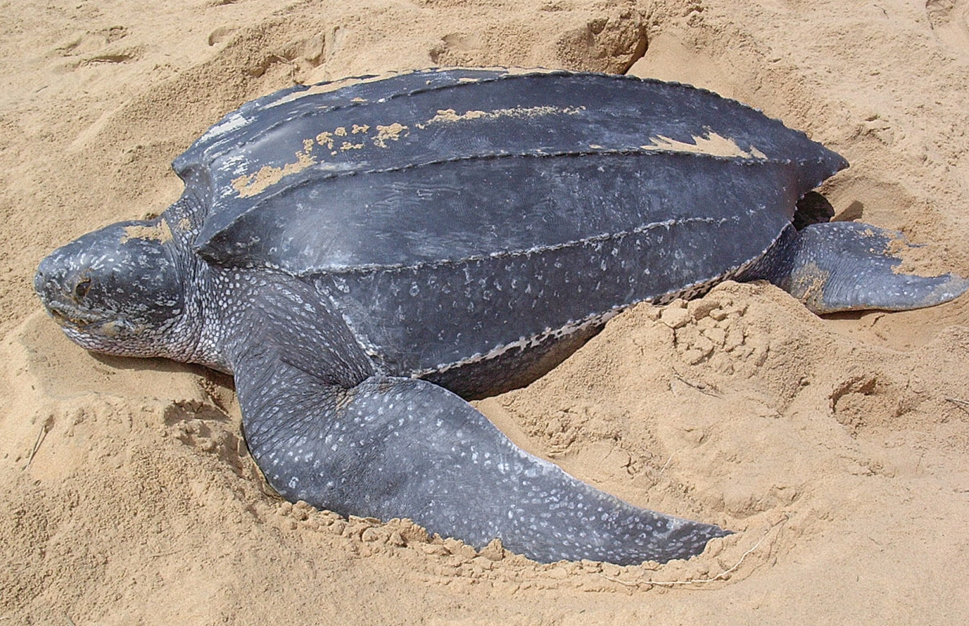 <p>Leatherback</p>