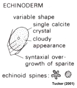 <p><span>Crinoids, starfish, sea urchins</span></p><p><span>Internal calcite skeleton</span></p><p><span>Normal salt content</span></p>