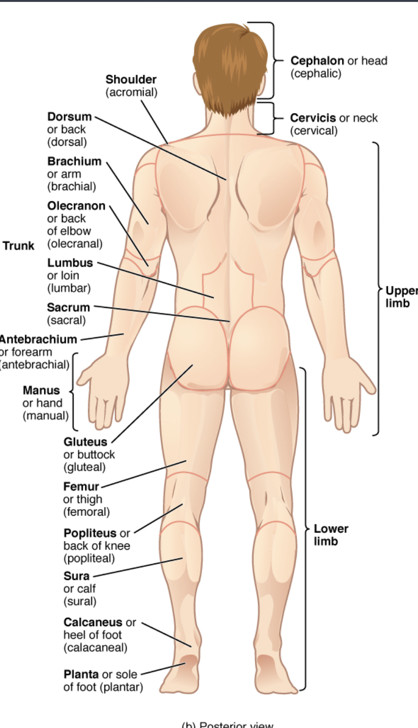 <p>back of the body</p>