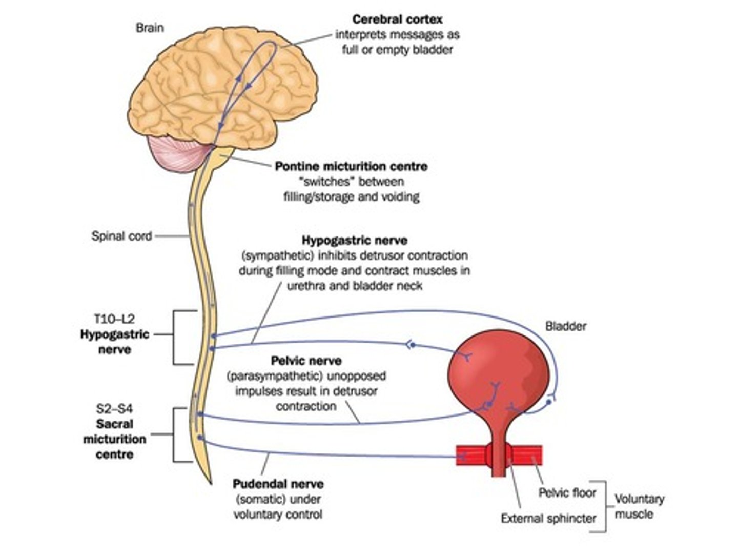 <p>monitor pressure. Baroreceptors in the aorta monitor blood pressure.</p>