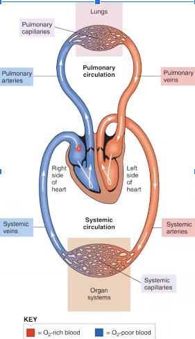 There are 2 circulatory routes in the cardiovascular system**:** 

\
**1. Pulmonary** - Blood goes from heart to lung and back 

**2. Systemic** - Blood goes from heart to body organs and back

\
**Arteries Vessels** - Carry blood away from heart 

**Veins Vessels**  - Carry blood back to heart

\
In **pulmonary** circulation, pulmonary __arteries are oxygen-poor__ and pulmonary __veins are oxygen-rich__

In **systemic** circulation, systemic __arteries are oxygen-rich__ and systemic __veins are oxygen-poor__ 
