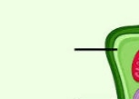 <p>it is a barrier keeping the constituents of the cell and unwanted substances out, and allows transport</p>