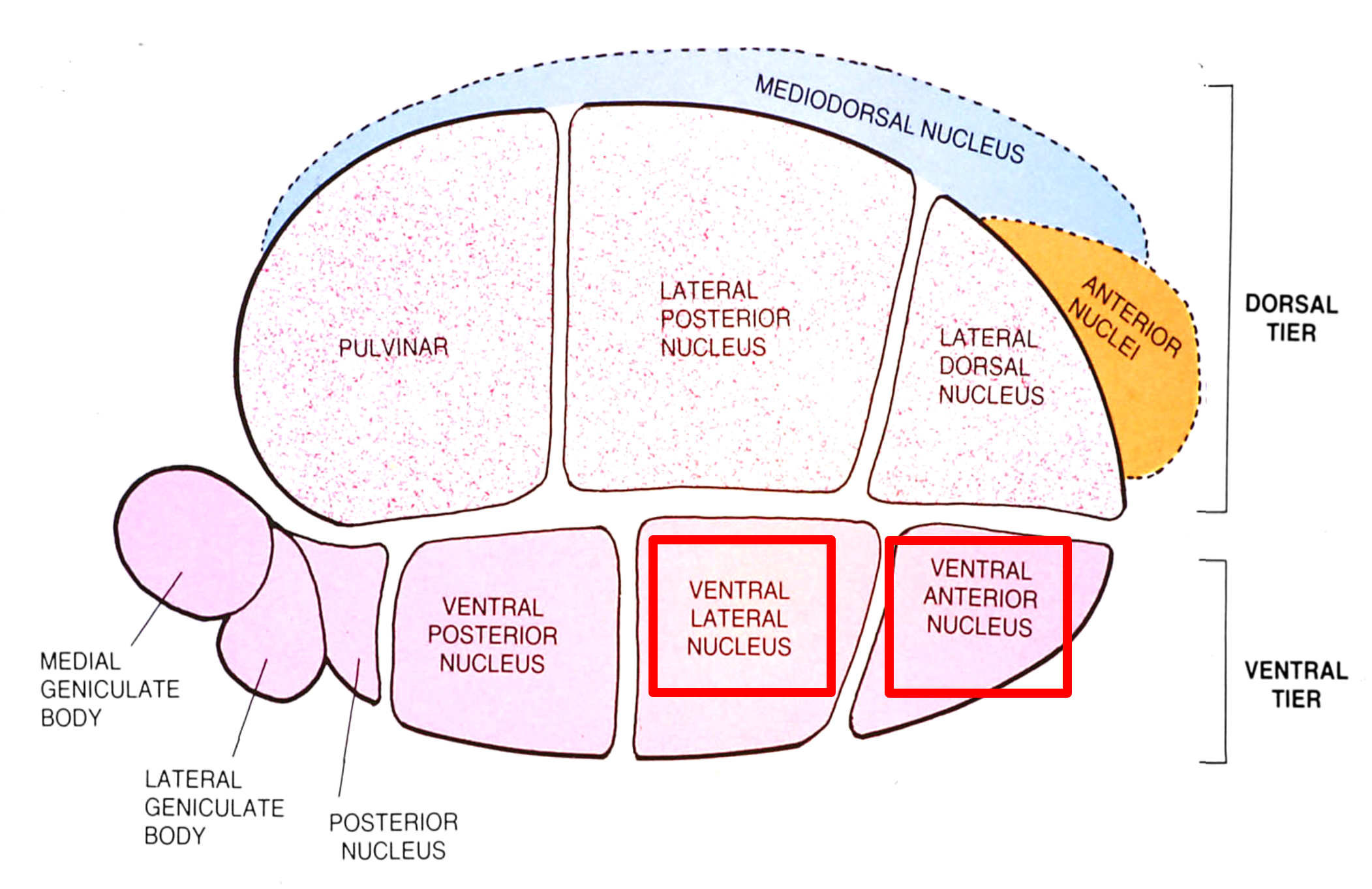 <p>cortical processing of information from the basal ganglia and the cerebellum depends on inputs from the <span style="color: red;"><strong>thalamus</strong></span> (part 1)</p>